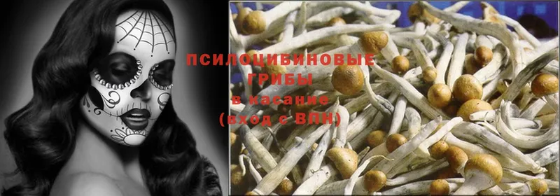 Псилоцибиновые грибы Psilocybine cubensis  Островной 